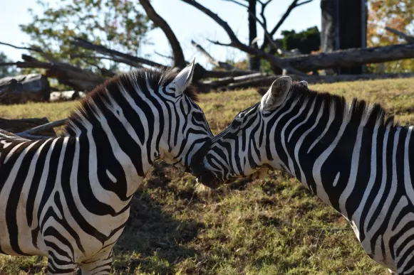 CrazyFox Kasyno Wsparcie